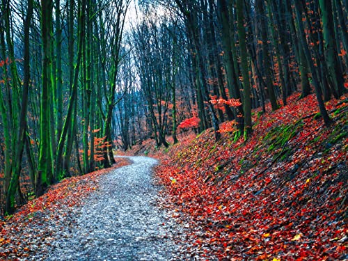 1000 Teile Puzzle,Geschicklichkeitsspiel für Die Ganze Familie - Wälder Pfad Herbst 75x50cm von FRUKAT
