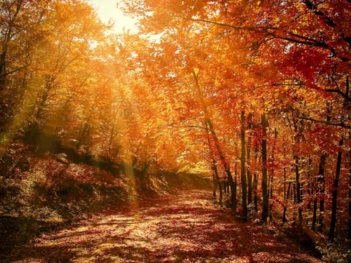 1000 Teile Puzzle,Geschicklichkeitsspiel für die ganze Familie-Herbst, Wälder, Park 75x50cm 1000 Teile Puzzle,Geschicklichkeitsspiel für die ganze Familie-Herbst, Wälder, Park 75x50cm von FRUKAT