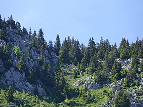1000 Teile Puzzle,Herausforderndes Puzzle für Erwachsene und Kinder ab 14 Jahren - Berge Relief Bäume 75x50cm von FRUKAT
