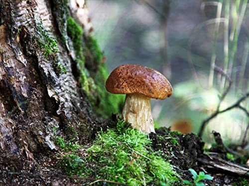 1000 Teile Puzzle,Herausforderndes Puzzle für Erwachsene und Kinder ab 14 Jahren - Pilz Holz Moos 75x50cm 1000 Teile Puzzle,Herausforderndes Puzzle für Erwachsene und Kinder ab 14 Jahren - Pilz Holz Moos 75x50cm von FRUKAT