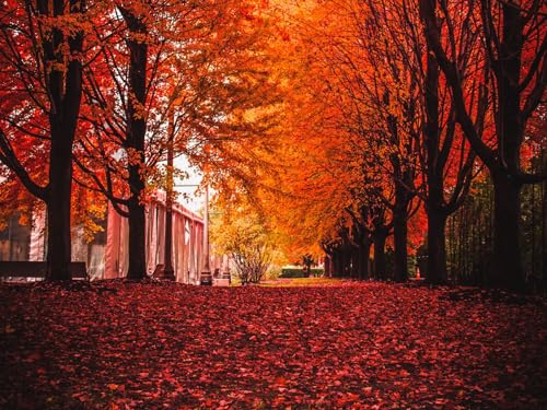 1000 Teile Puzzle,Impossible Puzzle für Kleinkinder Jungen Mädchen 14 Jahre alt-Herbst, Park, Bäume, Laub 75x50cm 1000 Teile Puzzle,Impossible Puzzle für Kleinkinder Jungen Mädchen 14 Jahre alt-Herbst, Park, Bäume, Laub 75x50cm von FRUKAT