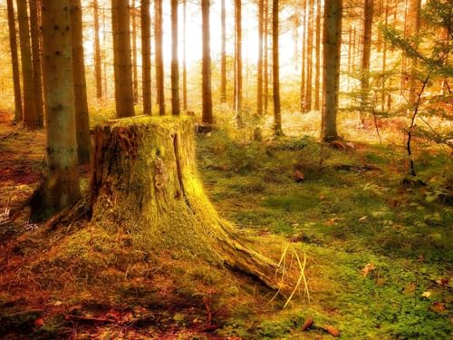 1000 Teile Puzzle,Impossible Puzzle für Kleinkinder Jungen Mädchen 14 Jahre alt-Holz, Stumpf, Licht, Bäume, Vegetation 75x50cm 1000 Teile Puzzle,Impossible Puzzle für Kleinkinder Jungen Mädchen 14 Jahre alt-Holz, Stumpf, Licht, Bäume, Vegetation 75x50cm von FRUKAT