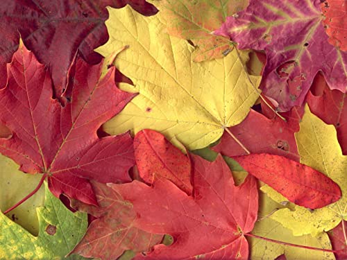 1000 Teile Puzzle,Lernen Pädagogische Puzzle Spielzeug - Ahornblätter Herbst 75x50cm von FRUKAT