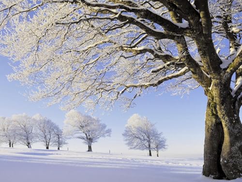 1000 Teile Puzzle,Lernen Pädagogische Puzzle Spielzeug -Bäume, Schnee, Raureif, Feld 75x50cm 1000 Teile Puzzle,Lernen Pädagogische Puzzle Spielzeug -Bäume, Schnee, Raureif, Feld 75x50cm von FRUKAT