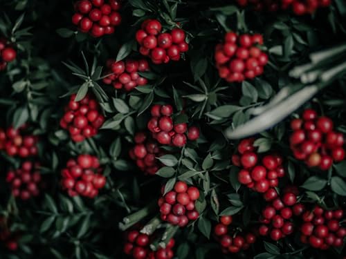 1000 Teile Puzzle,Lernen Pädagogische Puzzle Spielzeug -Beeren, Trauben, rot 75x50cm 1000 Teile Puzzle,Lernen Pädagogische Puzzle Spielzeug -Beeren, Trauben, rot 75x50cm von FRUKAT