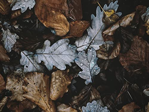 1000 Teile Puzzle,Lernen Pädagogische Puzzle Spielzeug - Blätter Herbstlaub 75x50cm von FRUKAT