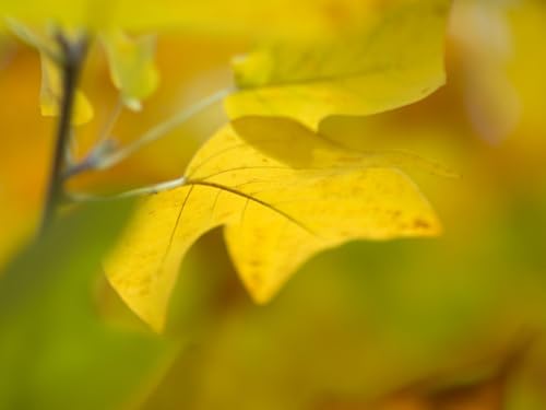 1000 Teile Puzzle,Lernen Pädagogische Puzzle Spielzeug -Blatt, Herbst, Gelb, Hintergrund 75x50cm 1000 Teile Puzzle,Lernen Pädagogische Puzzle Spielzeug -Blatt, Herbst, Gelb, Hintergrund 75x50cm von FRUKAT