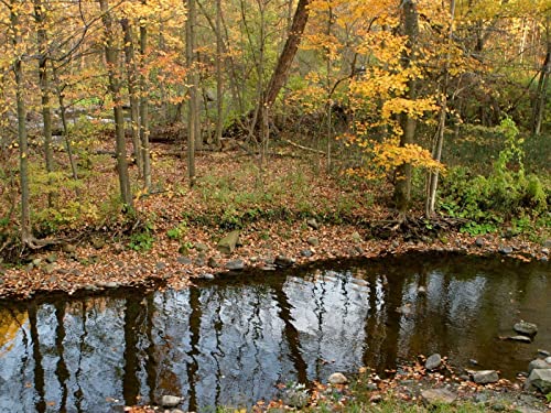 1000 Teile Puzzle,Lernen Pädagogische Puzzle Spielzeug - Flusswald Herbst 75x50cm von FRUKAT
