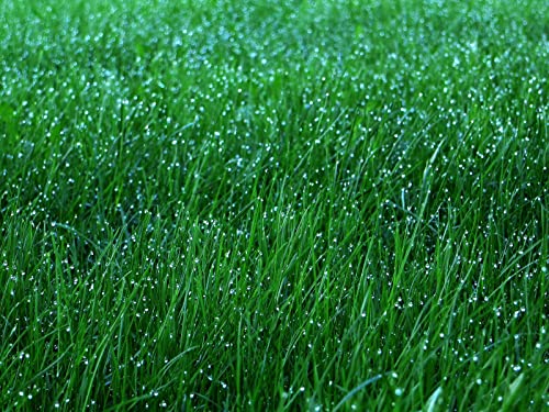 1000 Teile Puzzle,Lernen Pädagogische Puzzle Spielzeug - Gras Tautropfen 75x50cm 1000 Teile Puzzle,Lernen Pädagogische Puzzle Spielzeug - Gras Tautropfen 75x50cm von FRUKAT