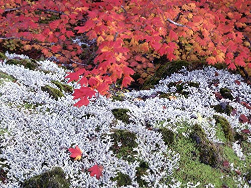 1000 Teile Puzzle,Lernen Pädagogische Puzzle Spielzeug - Grasblätter Herbst 75x50cm 1000 Teile Puzzle,Lernen Pädagogische Puzzle Spielzeug - Grasblätter Herbst 75x50cm von FRUKAT