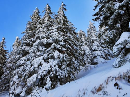 1000 Teile Puzzle,Lernen Pädagogische Puzzle Spielzeug -Tannen, Schnee 75x50cm 1000 Teile Puzzle,Lernen Pädagogische Puzzle Spielzeug -Tannen, Schnee 75x50cm von FRUKAT