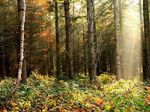 1000 Teile Puzzle,Lernen Pädagogische Puzzle Spielzeug - Wälder Bäume Laub 75x50cm von FRUKAT