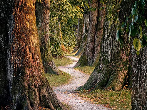 1000 Teile Puzzle,Lernen Pädagogische Puzzle Spielzeug - Wälder Bäume Natur 75x50cm von FRUKAT