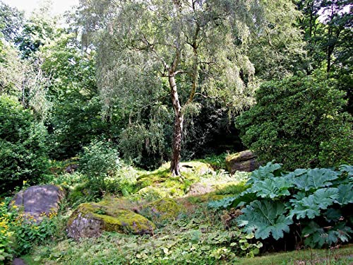 1000 Teile Puzzle,Lernen Pädagogische Puzzle Spielzeug - Wälder Park Felsen 75x50cm von FRUKAT