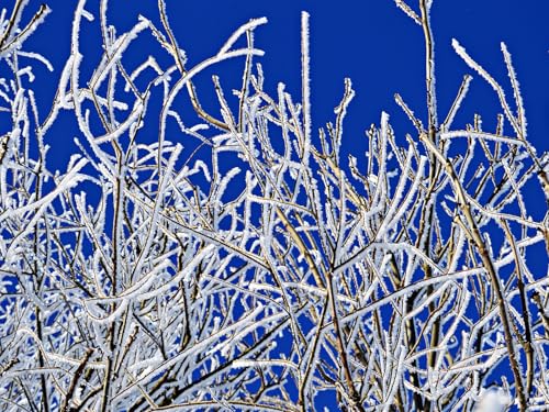 1000 Teile Puzzle,Lernen Pädagogische Puzzle Spielzeug -Zweige, Frost, Winter 75x50cm 1000 Teile Puzzle,Lernen Pädagogische Puzzle Spielzeug -Zweige, Frost, Winter 75x50cm von FRUKAT