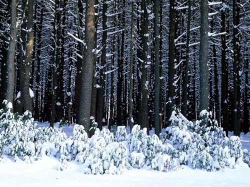 1000 Teile Puzzle,Puzzle für Erwachsene,farbenfrohes Legespiel-Holz, Bäume, Stämme, Büsche, Schneeverwehungen 75x50cm 1000 Teile Puzzle,Puzzle für Erwachsene,farbenfrohes Legespiel-Holz, Bäume, Stämme, Büsche, Schneeverwehungen 75x50cm von FRUKAT
