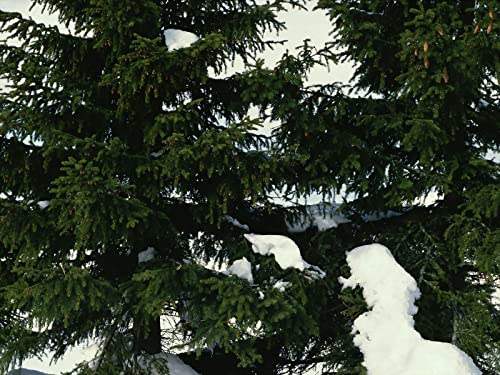 1000 Teile Puzzle ab 14 Jahren,Buntes Erwachsenenpuzzle - Furtrees Snow Branches 75x50cm von FRUKAT