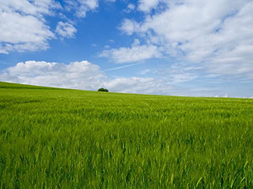 1000 Teile Puzzle ab 14 Jahren,Buntes Erwachsenenpuzzle - Grasfeldhorizont 75x50cm 1000 Teile Puzzle ab 14 Jahren,Buntes Erwachsenenpuzzle - Grasfeldhorizont 75x50cm von FRUKAT