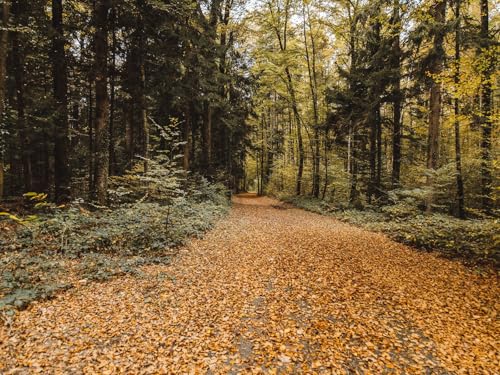 1000 Teile Puzzle farbenfrohes Puzzle für Erwachsene und Kinder -Herbst, Park, Laub 75x50cm von FRUKAT