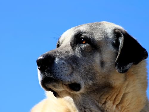 1000 Teile Puzzle für Erwachsene und Kinder ab 12 Jahren-Kangal, Hund, Maulkorb 70x50cm 1000 Teile Puzzle für Erwachsene und Kinder ab 12 Jahren-Kangal, Hund, Maulkorb 70x50cm von FRUKAT