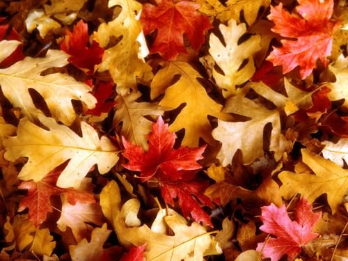 1000 Teile Puzzle für Erwachsene und Kinder ab 14 Jahren-Blätter, Gelb, Rot, Eiche, Ahorn, Herbst 75x50cm 1000 Teile Puzzle für Erwachsene und Kinder ab 14 Jahren-Blätter, Gelb, Rot, Eiche, Ahorn, Herbst 75x50cm von FRUKAT