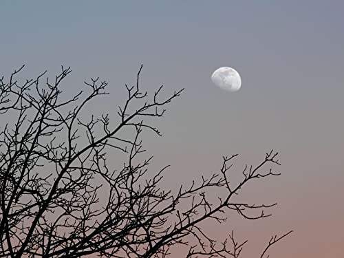 1000 Teile Puzzle für Erwachsene und Kinder ab 14 Jahren - Mondbaumzweige 75x50cm 1000 Teile Puzzle für Erwachsene und Kinder ab 14 Jahren - Mondbaumzweige 75x50cm von FRUKAT