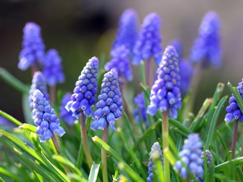 1000 Teile Puzzle für Erwachsene und Kinder ab 14 Jahren-Muscari, Blumen, Blätter 70x50cm von FRUKAT