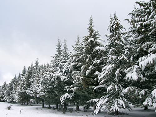 1000 Teile Puzzle für Erwachsene und Kinder ab 14 Jahren Puzzle für Wohnkultur - Furtrees Number Snow 75x50cm von FRUKAT