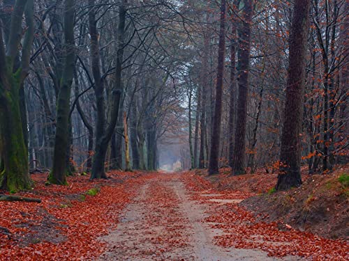 1000 Teile Puzzle für Erwachsene und Kinder ab 14 Jahren - Straßenbäume Gehwege 75x50cm 1000 Teile Puzzle für Erwachsene und Kinder ab 14 Jahren - Straßenbäume Gehwege 75x50cm von FRUKAT