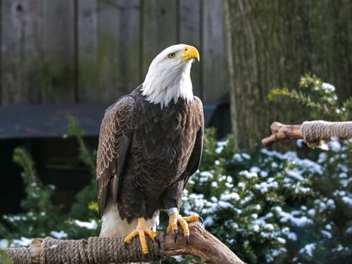 1000 Teile Puzzle für Erwachsene und Kinder ab 14 Jahren-Weißkopfseeadler, Adler, Vogel 70x50cm 1000 Teile Puzzle für Erwachsene und Kinder ab 14 Jahren-Weißkopfseeadler, Adler, Vogel 70x50cm von FRUKAT