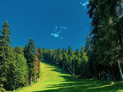1500 Teile Erwachsenenpuzzle ab 14 Jahren, Grasfeldbäume 87x57cm 1500 Teile Erwachsenenpuzzle ab 14 Jahren, Grasfeldbäume 87x57cm von FRUKAT