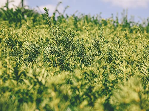 1500 Teile Erwachsenenpuzzle ab 14 Jahren, Grasgrüne Pflanze 87x57cm von FRUKAT