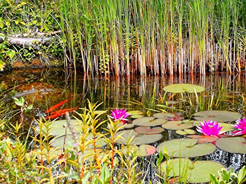 1500 Teile Erwachsenenpuzzle ab 14 Jahren, Liliengrassumpf 87x57cm 1500 Teile Erwachsenenpuzzle ab 14 Jahren, Liliengrassumpf 87x57cm von FRUKAT