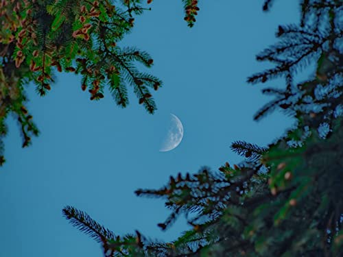 1500 Teile Erwachsenenpuzzle ab 14 Jahren, Mondhimmelzweige 87x57cm von FRUKAT