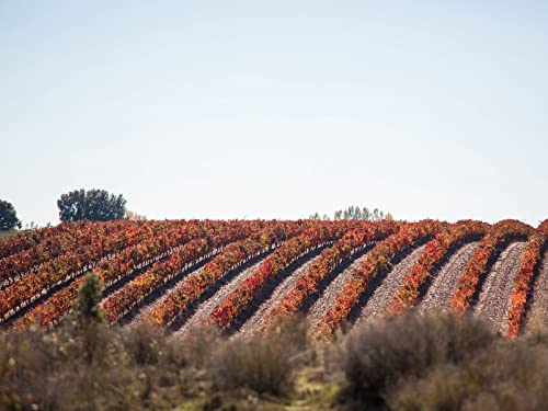 1500 Teile Erwachsenenpuzzle ab 14 Jahren, Weinrebenfeld 87x57cm von FRUKAT