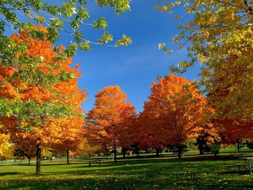 1500 Teile Impossible Puzzle,Geschicklichkeitsspiel für die ganze Familie-Bäume, Park, Herbst, Gras, Blätter 87x57cm von FRUKAT