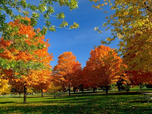1500 Teile Impossible Puzzle,Geschicklichkeitsspiel für die ganze Familie-Herbst, Park, Bäume 87x57cm 1500 Teile Impossible Puzzle,Geschicklichkeitsspiel für die ganze Familie-Herbst, Park, Bäume 87x57cm von FRUKAT