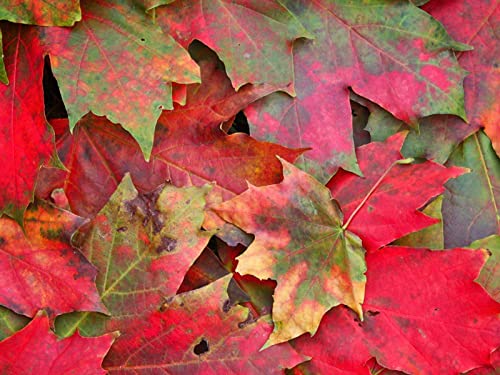 1500 Teile Puzzle,Farbenfrohes Puzzle für Erwachsene und Kinder ab 14 Jahren - Blätter Herbstflecken 87x57cm von FRUKAT