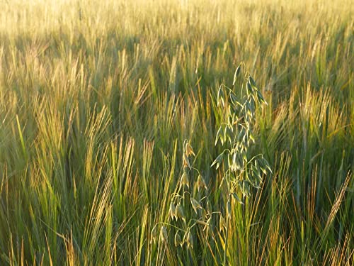 1500 Teile Puzzle,Geschicklichkeitsspiel für Die Ganze Familie, Grasfeld Natur 87x57cm 1500 Teile Puzzle,Geschicklichkeitsspiel für Die Ganze Familie, Grasfeld Natur 87x57cm von FRUKAT