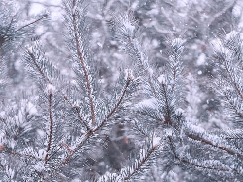 1500 Teile Puzzle,Geschicklichkeitsspiel für Die Ganze Familie, Kiefernzweige Schnee 87x57cm 1500 Teile Puzzle,Geschicklichkeitsspiel für Die Ganze Familie, Kiefernzweige Schnee 87x57cm von FRUKAT