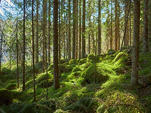 1500 Teile Puzzle,Geschicklichkeitsspiel für Die Ganze Familie, Wälder Bäume Moos 87x57cm von FRUKAT
