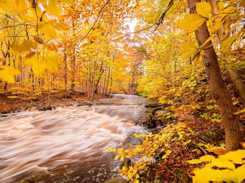 1500 Teile Puzzle,Geschicklichkeitsspiel für Die Ganze Familie - Fluss Wälder Herbst 87x57cm 1500 Teile Puzzle,Geschicklichkeitsspiel für Die Ganze Familie - Fluss Wälder Herbst 87x57cm von FRUKAT