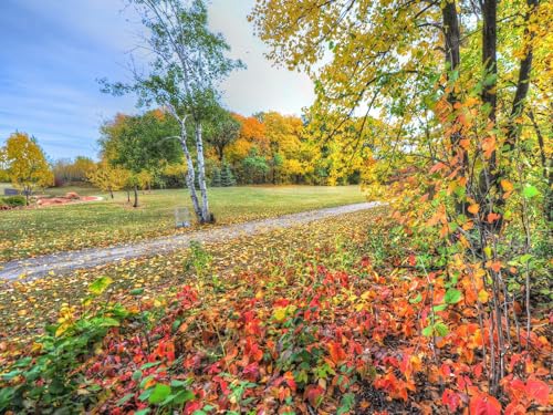1500 Teile Puzzle,Geschicklichkeitsspiel für die ganze Familie,-Herbst, Bäume, Fußweg 87x57cm 1500 Teile Puzzle,Geschicklichkeitsspiel für die ganze Familie,-Herbst, Bäume, Fußweg 87x57cm von FRUKAT