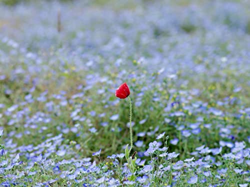 1500 Teile Puzzle,Lernen Pädagogische Puzzle Spielzeug - Grasfeldblume 87x57cm 1500 Teile Puzzle,Lernen Pädagogische Puzzle Spielzeug - Grasfeldblume 87x57cm von FRUKAT