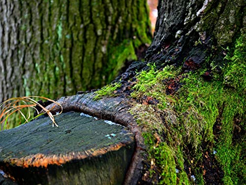1500 Teile Puzzle,Lernen Pädagogische Puzzle Spielzeug - Grüner Baum 87x57cm von FRUKAT