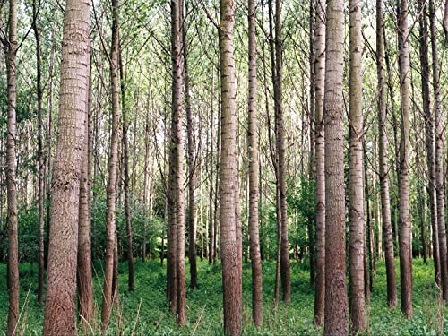 1500 Teile Puzzle,Lernen Pädagogische Puzzle Spielzeug - Wälder Bäume Gras 87x57cm von FRUKAT