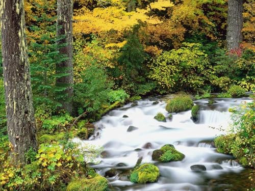 1500 Teile Puzzle,Puzzle für Erwachsene,farbenfrohes Legespiel-Holz, Bäume, Herbst, Fluss, Steine 87x57cm 1500 Teile Puzzle,Puzzle für Erwachsene,farbenfrohes Legespiel-Holz, Bäume, Herbst, Fluss, Steine 87x57cm von FRUKAT