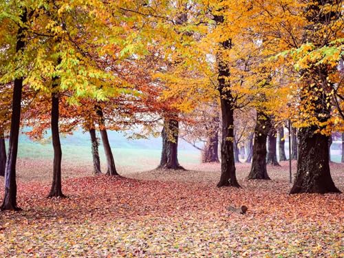 1500 Teile Puzzle farbenfrohes Puzzle für Erwachsene und Kinder -Herbst, Park, Bäume 87x57cm von FRUKAT