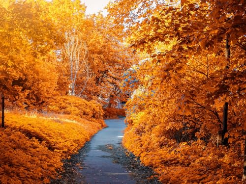 1500 Teile Puzzle für Erwachsene und Kinder ab 14 Jahren Puzzle für Wohnkultur-Herbst, Weg, Park 87x57cm 1500 Teile Puzzle für Erwachsene und Kinder ab 14 Jahren Puzzle für Wohnkultur-Herbst, Weg, Park 87x57cm von FRUKAT