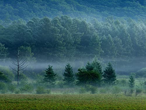 1500 Teile Puzzle für Erwachsene und Kinder ab 14 Jahren - Wälder Nebel Bäume 87x57cm 1500 Teile Puzzle für Erwachsene und Kinder ab 14 Jahren - Wälder Nebel Bäume 87x57cm von FRUKAT